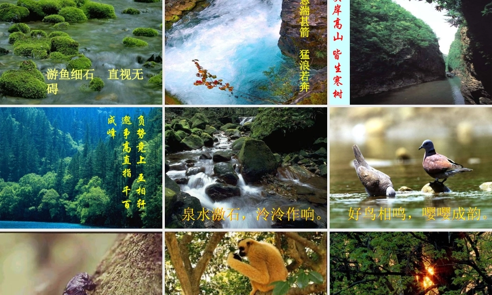 八年级语文 与朱元思书课件二 八年级语文 与朱元思书课件[整理两套] 八年级语文 与朱元思书课件[整理两套]