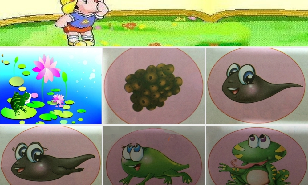 小班：小蝌蚪变青蛙