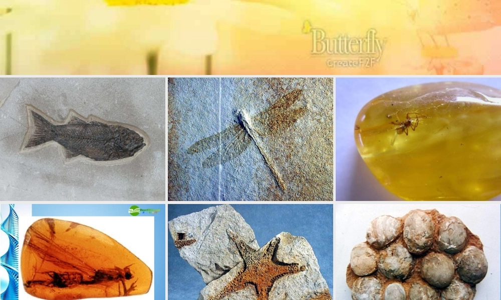 八年级生物下册 第五单元第一章第二节生物进化的证据课件 济南版 课件