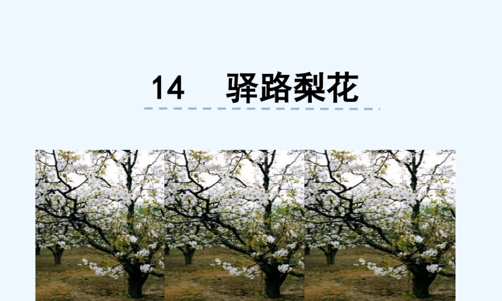 (部编)初中语文人教2011课标版七年级下册《驿路梨花》课件-(4)