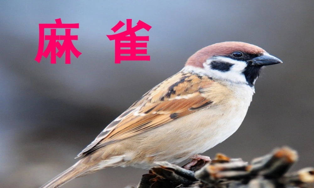《麻雀》课件1