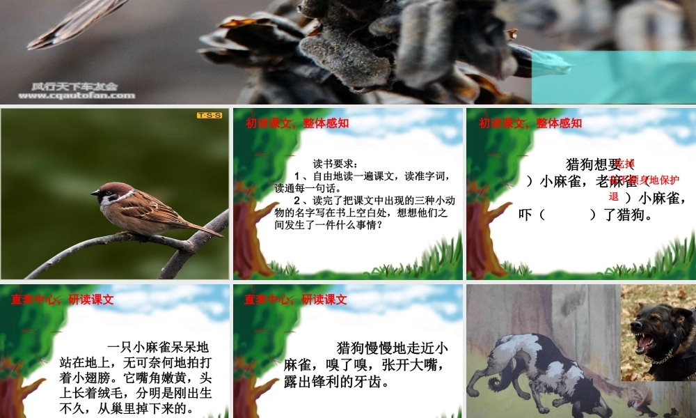 《麻雀》课件1