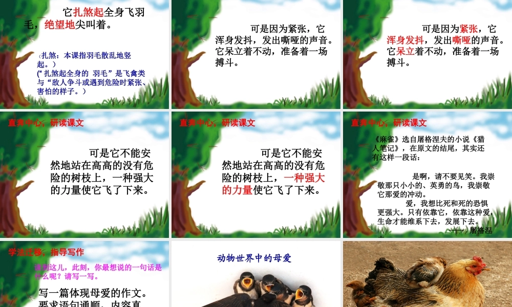 《麻雀》课件1