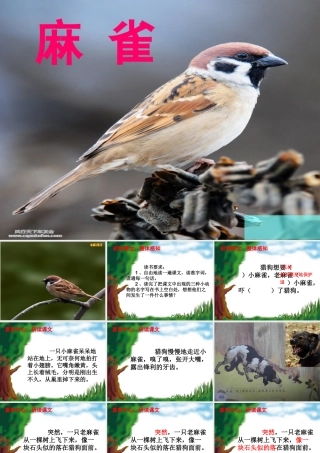 《麻雀》课件1