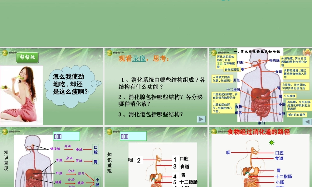 七年级生物下册 第二节 消化和吸收课件 新人教版 课件
