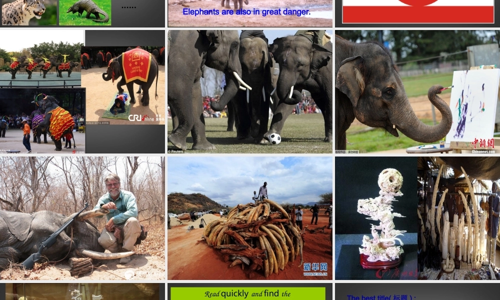 中学七年级英语下册 同课异构高效课堂大赛(Unit5 Why do you like pandas )课件2 人教学目标版 课件