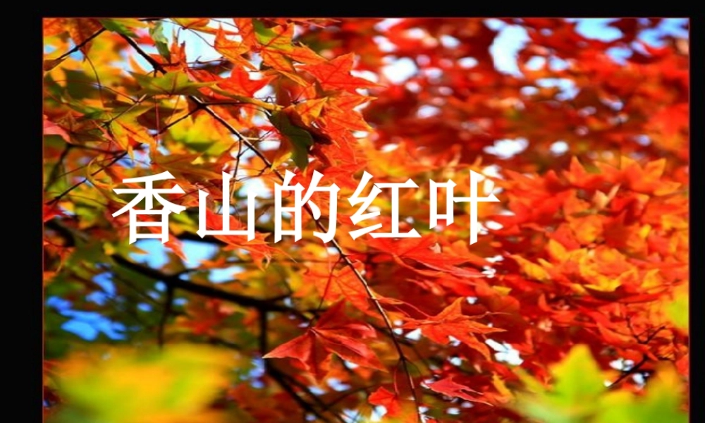 《香山的红叶》课件PPT