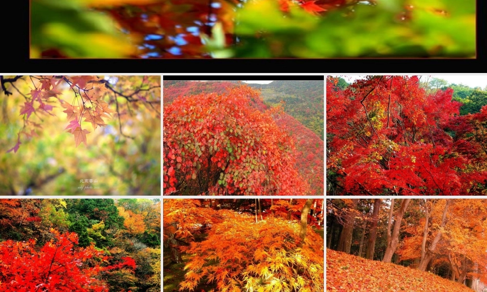 《香山的红叶》课件PPT