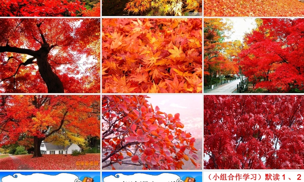 《香山的红叶》课件PPT