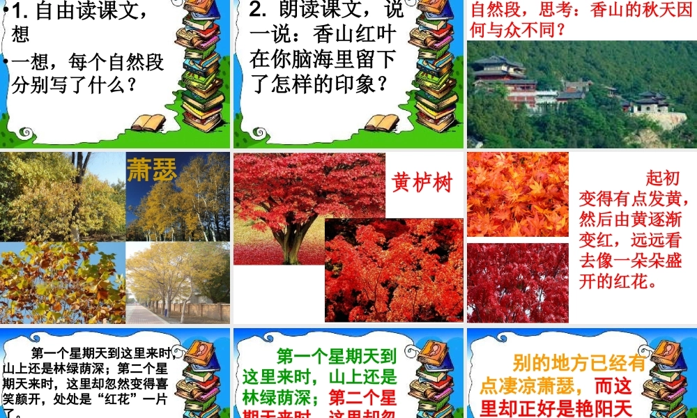 《香山的红叶》课件PPT