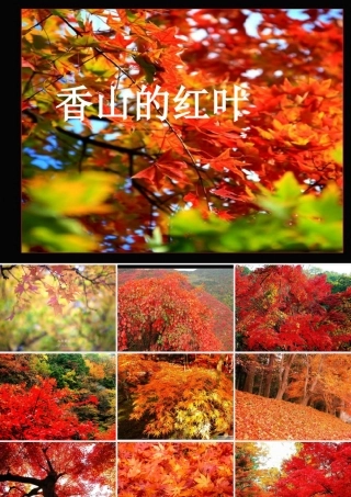 《香山的红叶》课件PPT