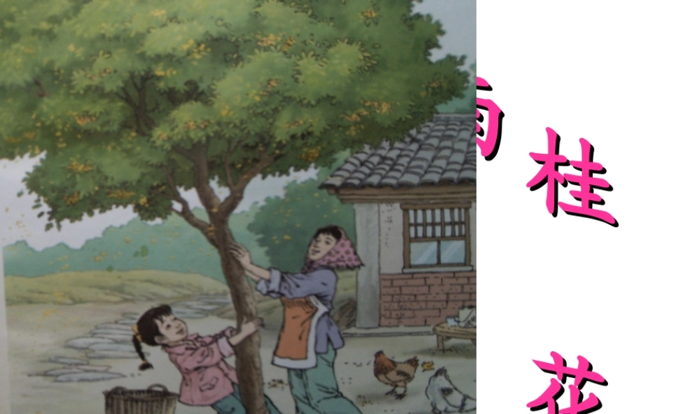 桂花雨课件(1)