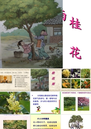 桂花雨课件(1)