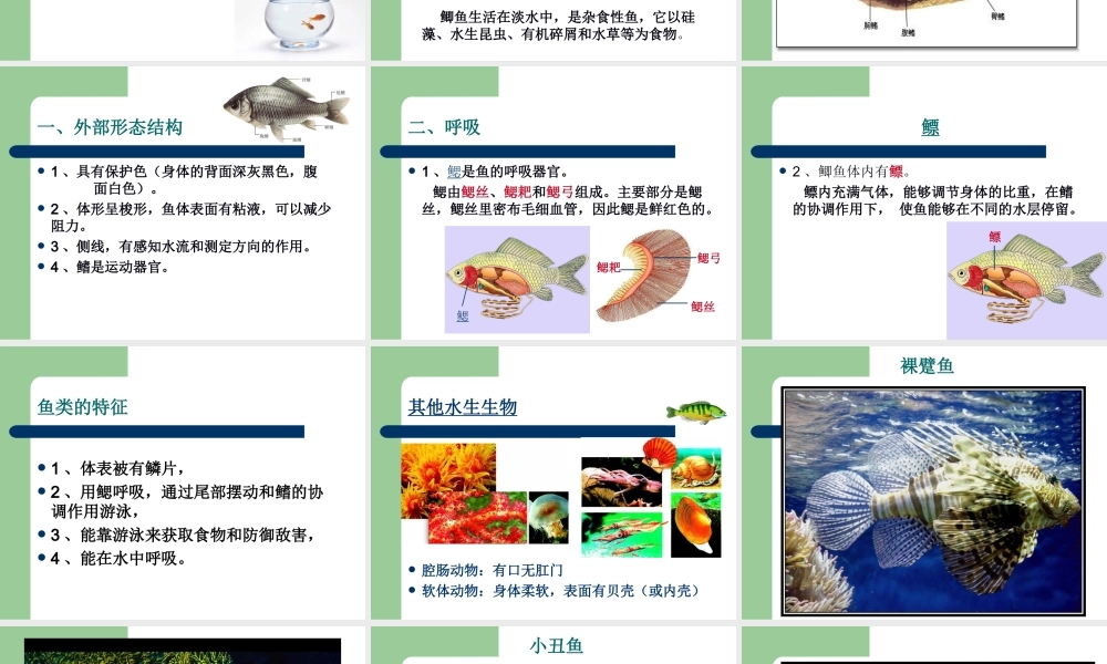 水中生活的动物