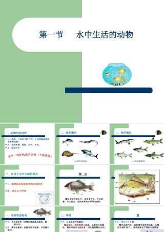 水中生活的动物