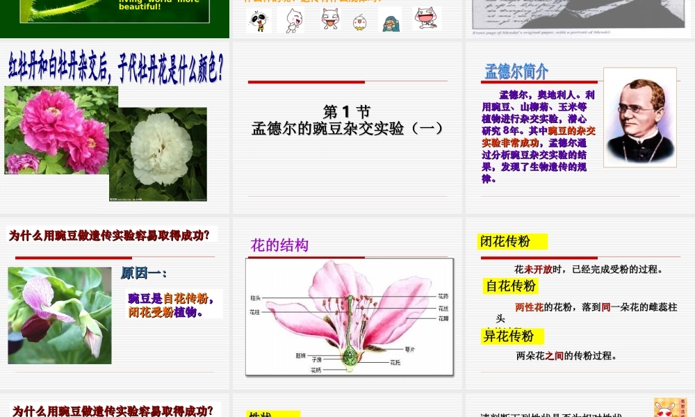 孟德尔的豌豆杂交实验(一)分离定律