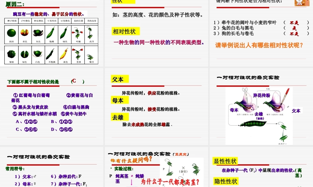 孟德尔的豌豆杂交实验(一)分离定律
