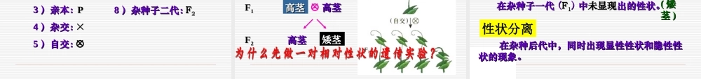 孟德尔的豌豆杂交实验(一)分离定律