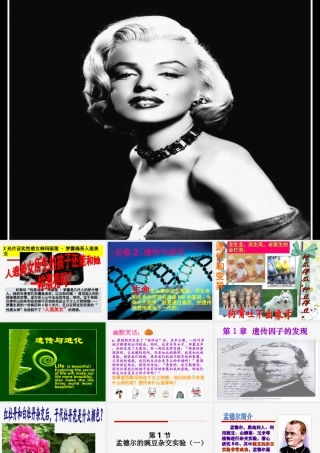 孟德尔的豌豆杂交实验(一)分离定律