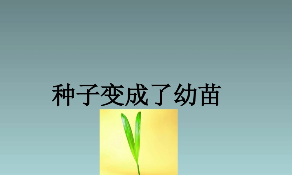 种子变成了幼苗