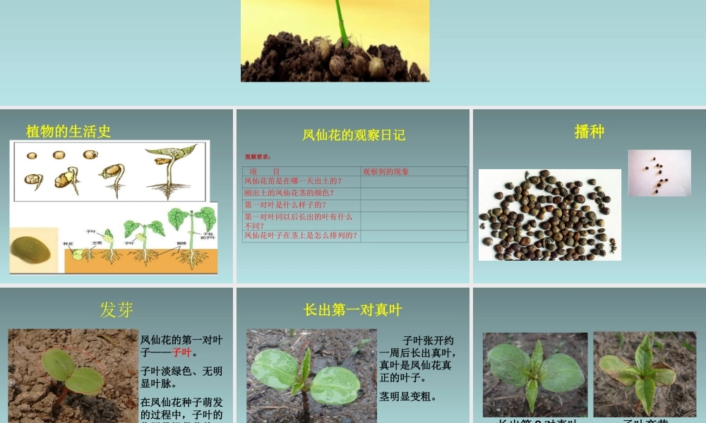 种子变成了幼苗