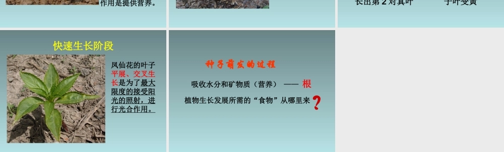 种子变成了幼苗