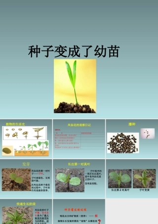 种子变成了幼苗