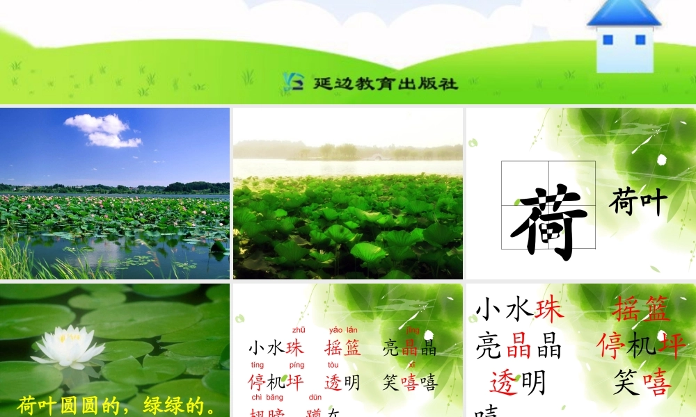14-荷叶圆圆