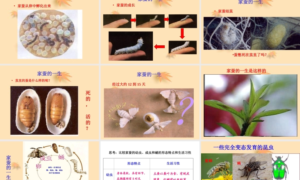 《昆虫的生殖和发育》参考课件2