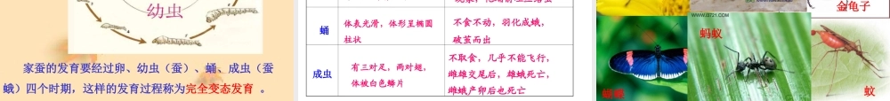 《昆虫的生殖和发育》参考课件2