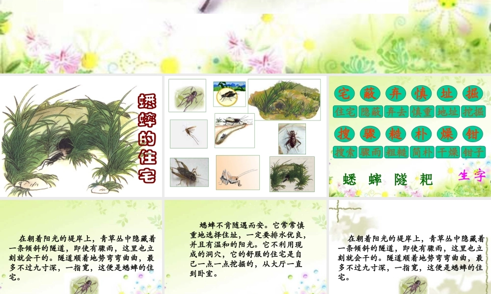 26蟋蟀的住宅