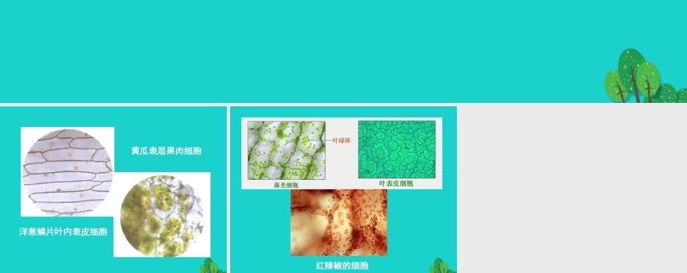 七年级生物上册 第二单元 第三章 第1节 细胞的基本结构和功能 形形色色的植物细胞课件 北师大版 课件