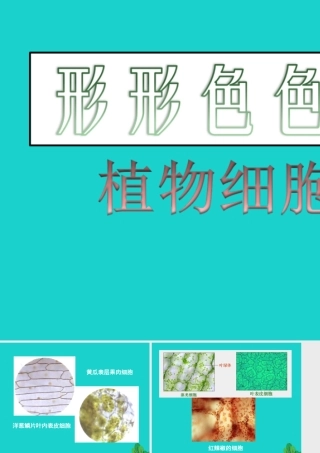 七年级生物上册 第二单元 第三章 第1节 细胞的基本结构和功能 形形色色的植物细胞课件 北师大版 课件