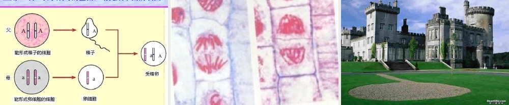 基因在亲子间的传递八年级生物课件示例 课件