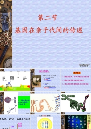 基因在亲子间的传递八年级生物课件示例 课件