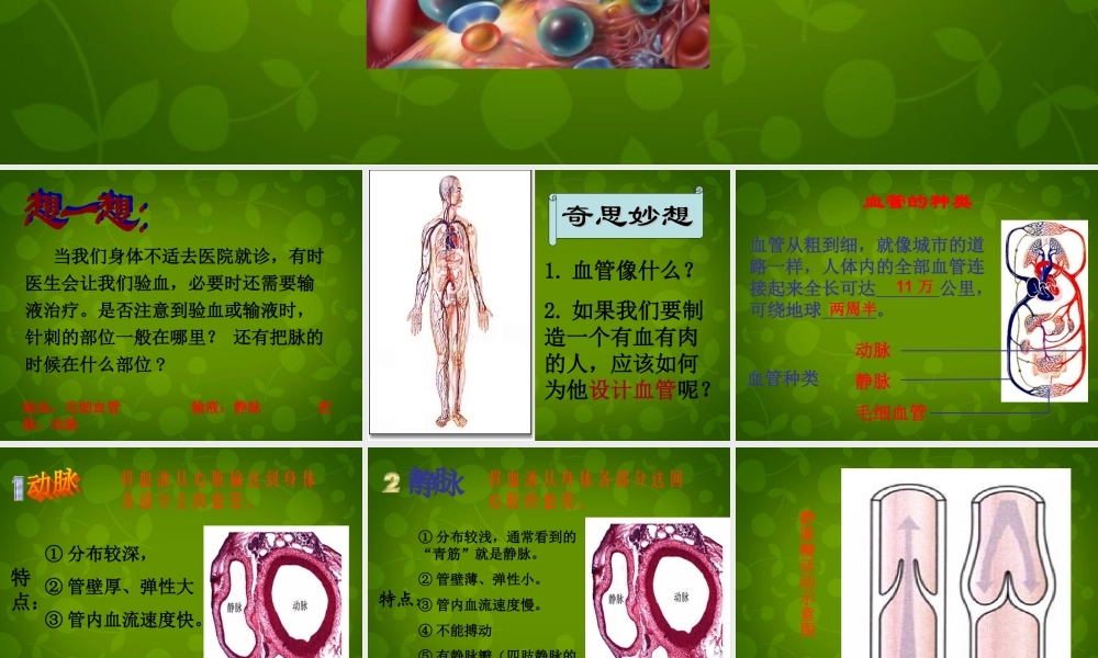 七年级生物下册 第四单元 第四章 第2节 血流的管道—血管课件2 新人教版 课件