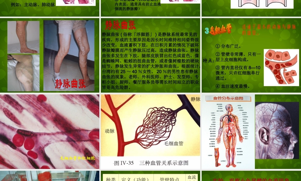 七年级生物下册 第四单元 第四章 第2节 血流的管道—血管课件2 新人教版 课件