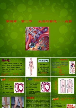 七年级生物下册 第四单元 第四章 第2节 血流的管道—血管课件2 新人教版 课件