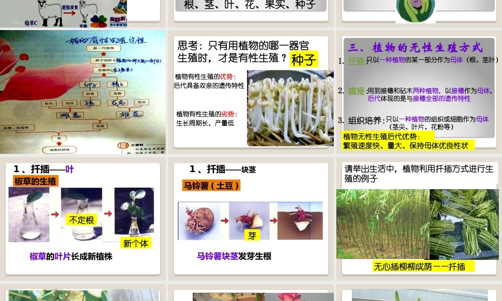 植物的生殖课件