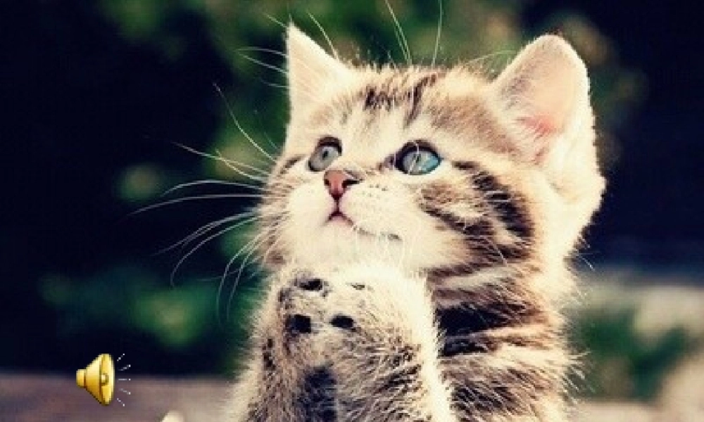 (部编)初中语文人教2011课标版七年级上册猫-第一课时