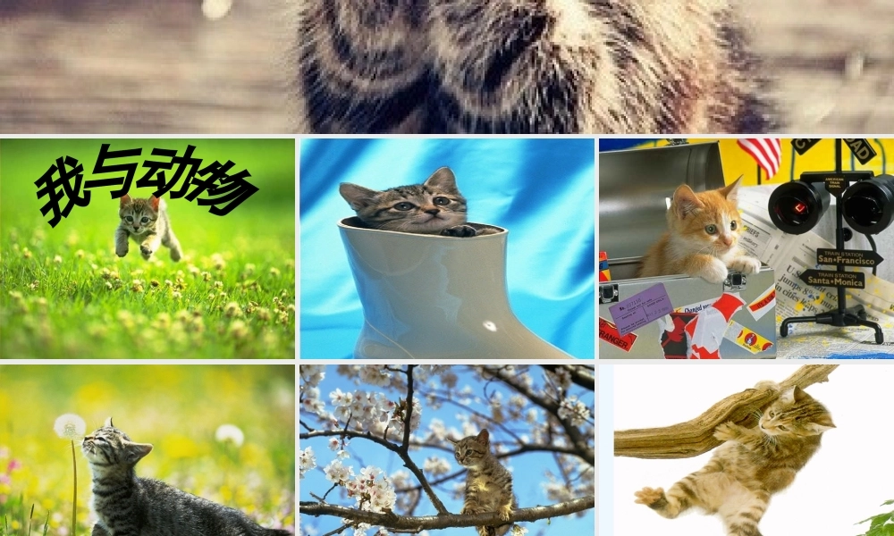 (部编)初中语文人教2011课标版七年级上册猫-第一课时