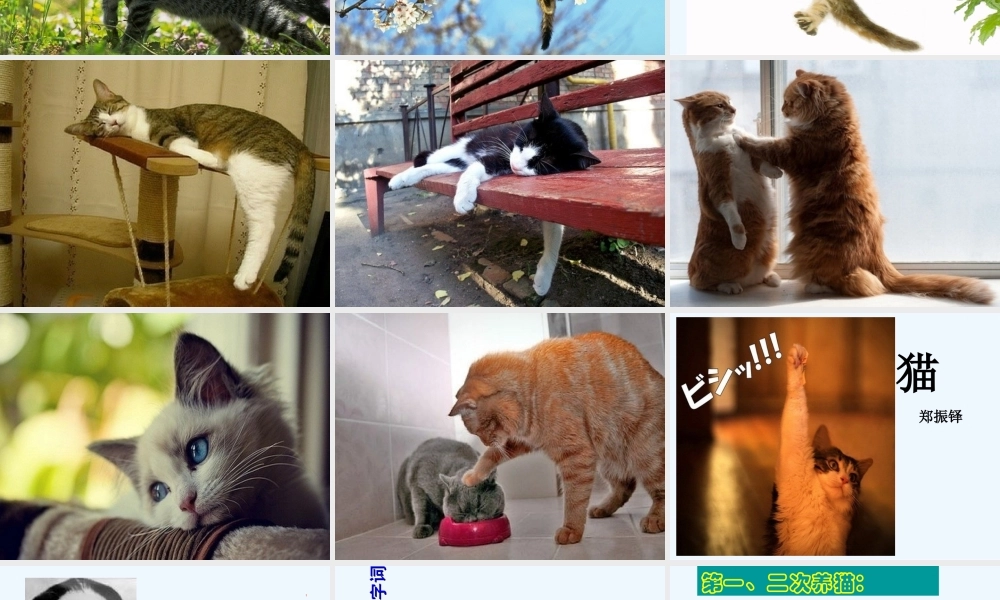 (部编)初中语文人教2011课标版七年级上册猫-第一课时