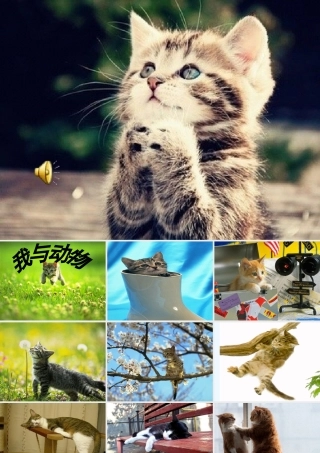 (部编)初中语文人教2011课标版七年级上册猫-第一课时