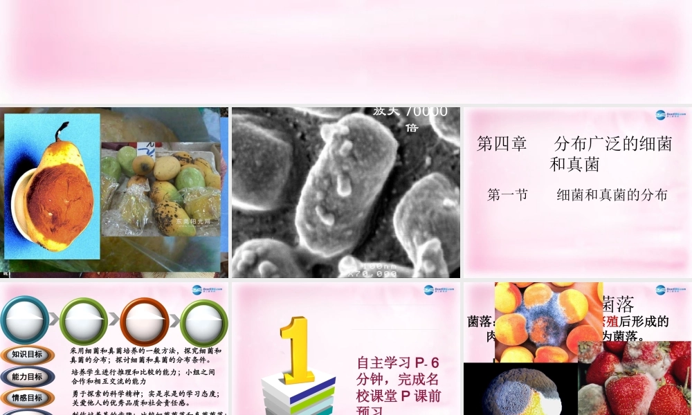 八年级生物上册 第五单元 第四章 第一节 细菌和真菌的分布课件 新人教版 课件