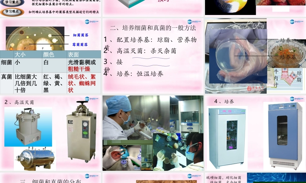 八年级生物上册 第五单元 第四章 第一节 细菌和真菌的分布课件 新人教版 课件