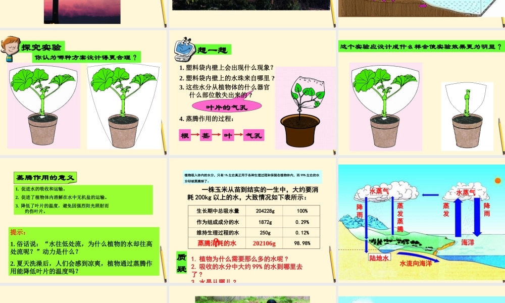 七年级生物上册(绿色植物与生物圈的物质循环)课件 苏教版 课件