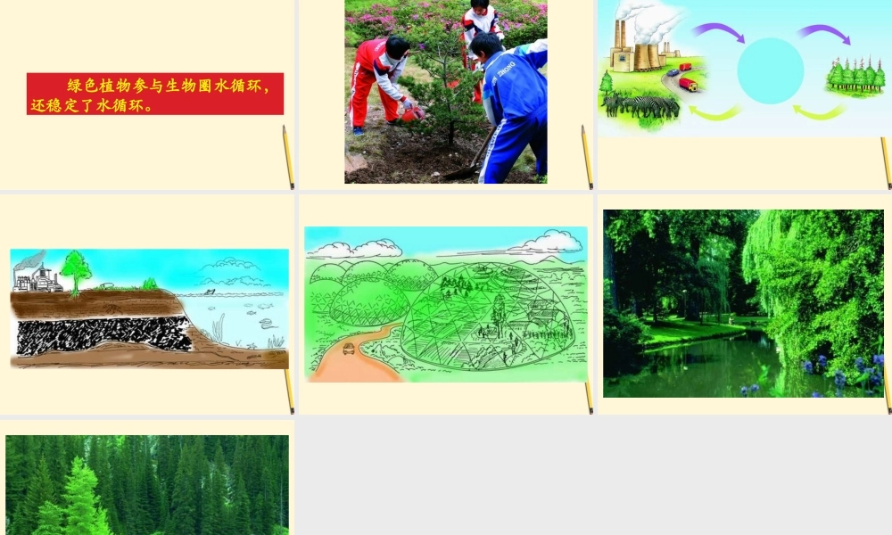 七年级生物上册(绿色植物与生物圈的物质循环)课件 苏教版 课件