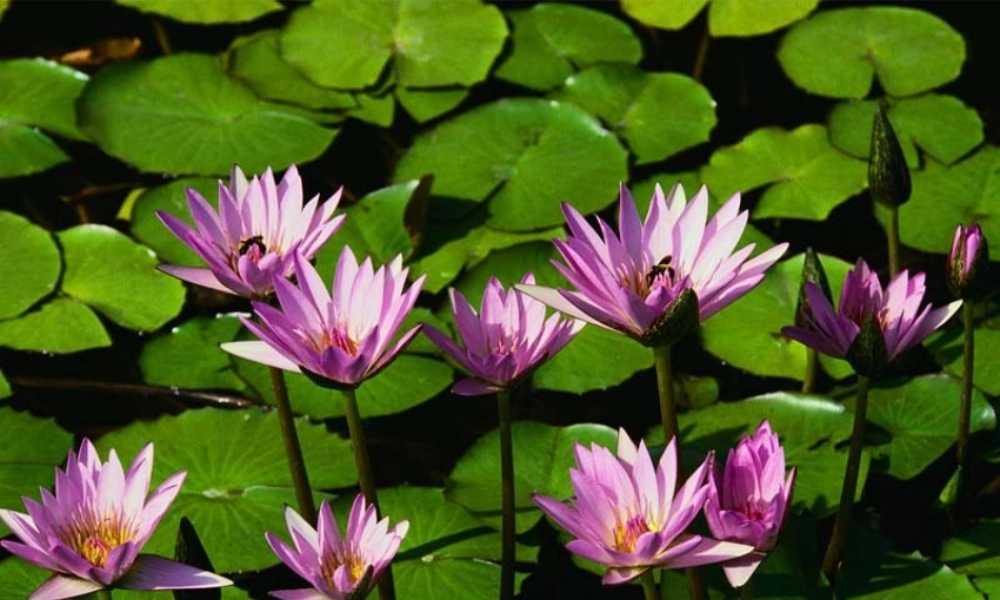 八年级数学勾股定理的应用课件3苏科版 课件