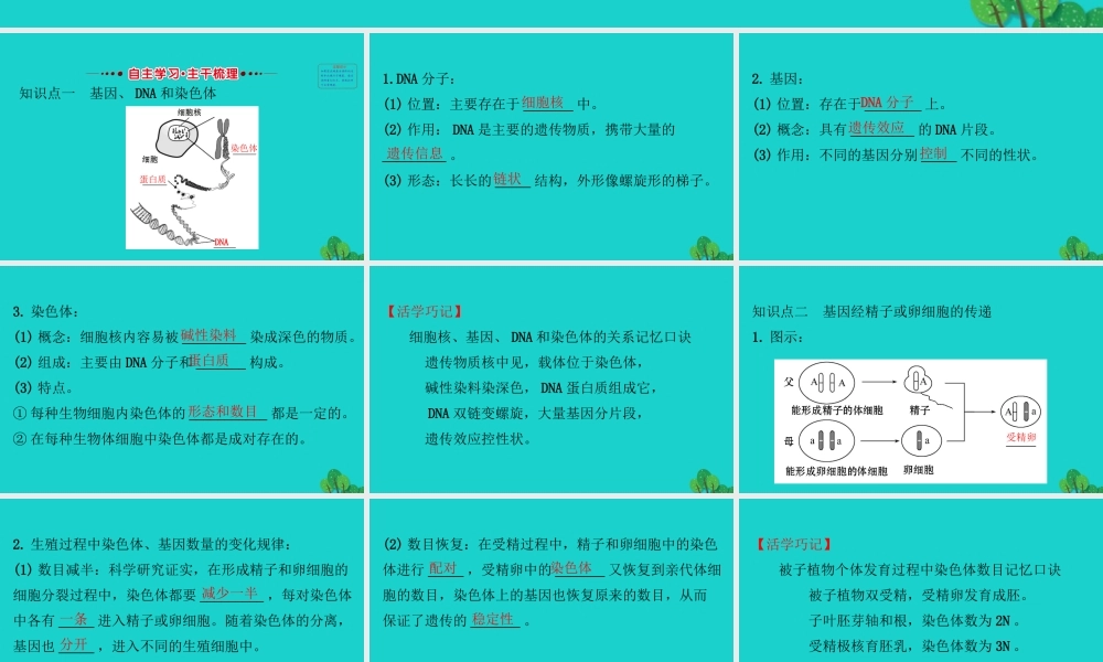 八年级生物下册 7.2.2基因在亲子代间的传递习题课件(新版)新人教版 课件