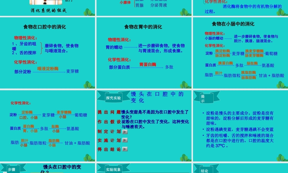 七年级生物下册 第三单元 第二章 第二节 消化和吸收课件 (新版)济南版 课件